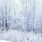 Funny Jungle Im Hahnenklee