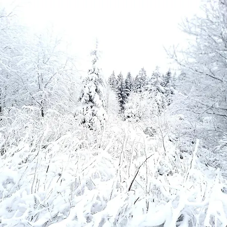 Funny Jungle Im Hahnenklee Lejlighed