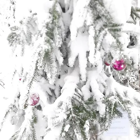 Funny Jungle Im Hahnenklee * Γκόσλαρ