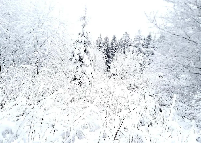 Funny Jungle Im Hahnenklee Апартаменты