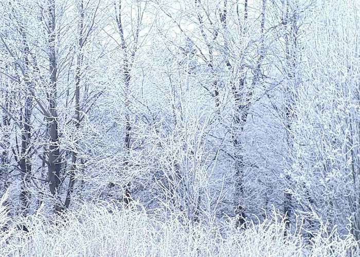 Funny Jungle Im Hahnenklee