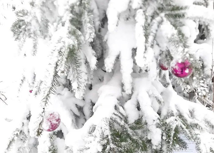 Funny Jungle Im Hahnenklee * Гослар