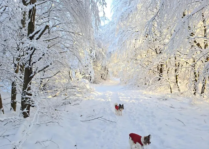 Funny Jungle Im Hahnenklee Apartamento Goslar